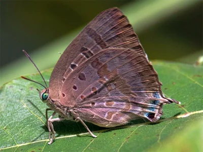 Arhopala centaurus