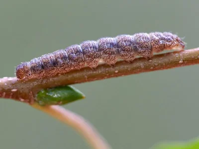 Pechipogo (P.) strigilata