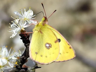 Colias hyale