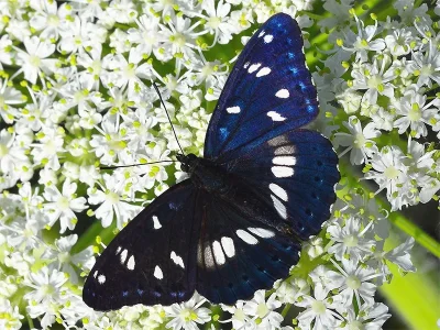 Limenitis reducta