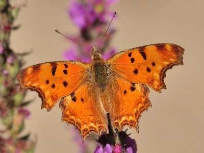 Polygonia egea