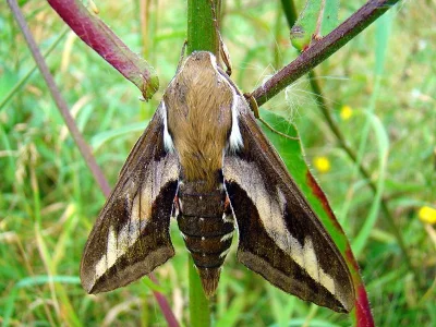 Hyles gallii
