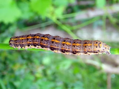 Orthosia (Monima) miniosa