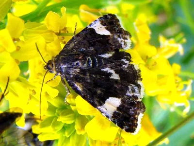 Tyta luctuosa