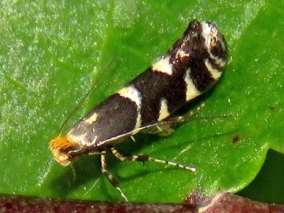 Callisto denticulella