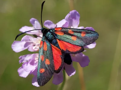 Zygaena (Zygaena) angelicae