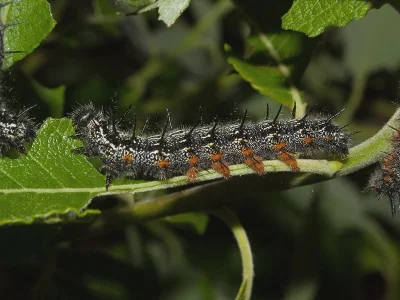 Nymphalis (N.) xanthomelas