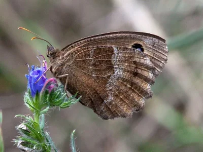 Minois dryas