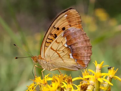 Argynnis (Argyronome) laodice