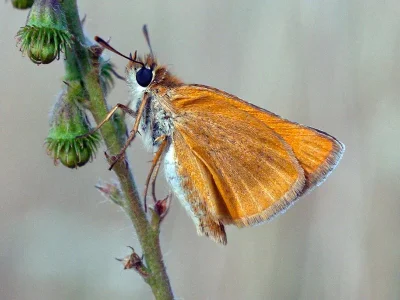 Thymelicus acteon