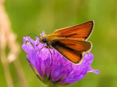Thymelicus sylvestris