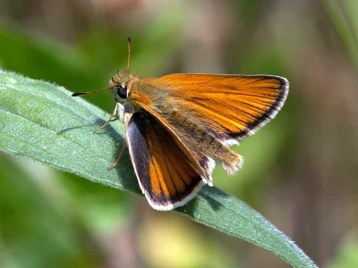 Thymelicus lineola