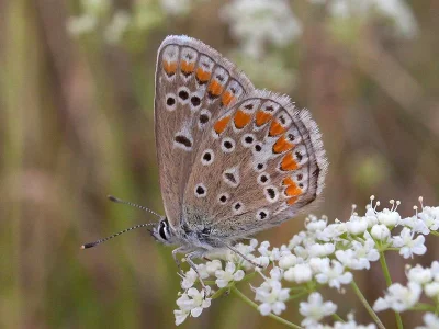 Polyommatus (Agrodiaetus) thersites