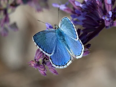 Polyommatus (Lysandra) bellargus
