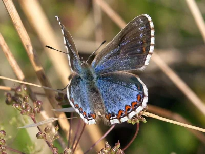Polyommatus (Lysandra) bellargus