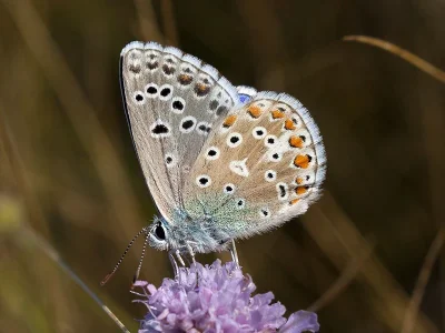 Polyommatus (Lysandra) bellargus