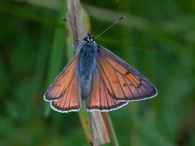 Lycaena (Thersamolycaena) alciphron