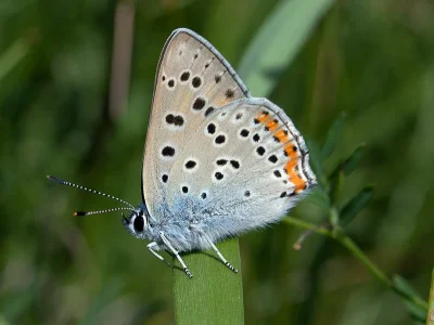 Lycaena (Thersamolycaena) alciphron