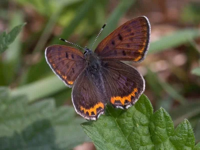 Lycaena (Helleia) helle