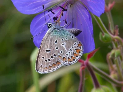 Eumedonia eumedon
