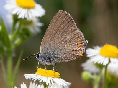 Satyrium (Nordmannia) acaciae