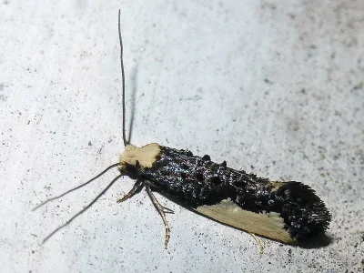 Monopis monachella