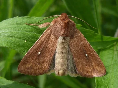 Mythimna (Hyphilare) albipuncta