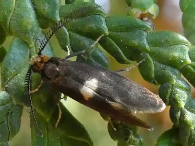 Incurvaria pectinea