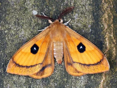 Aglia tau