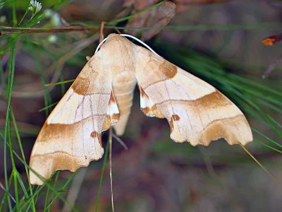 Marumba quercus