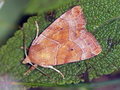 Cosmia (Calymnia) trapezina