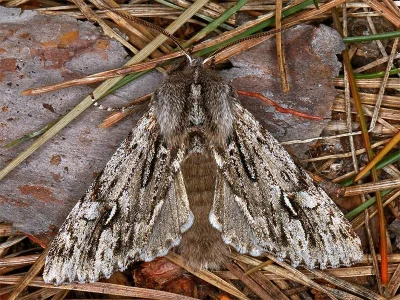Brachionycha nubeculosa