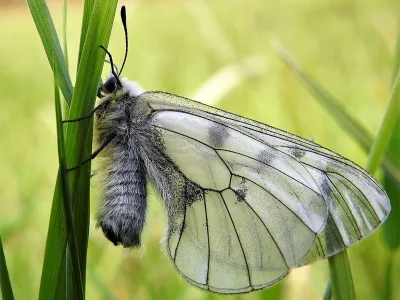 Parnassius (Driopa) mnemosyne