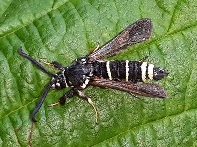 Paranthrene tabaniformis