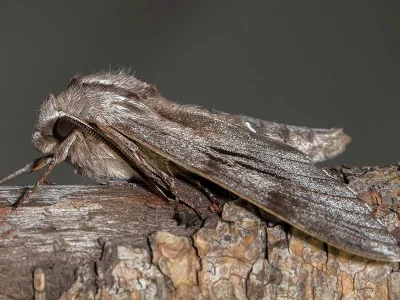 Sphinx maurorum