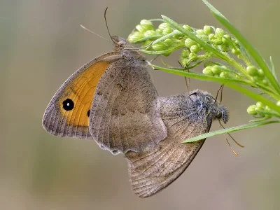 Hyponephele lycaon