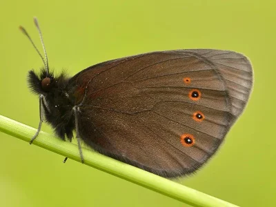 Erebia medusa