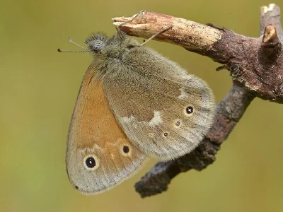 Coenonympha tullia