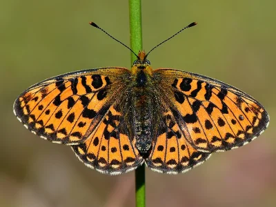 Boloria (Clossiana) euphrosyne
