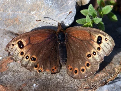 Proterebia afra