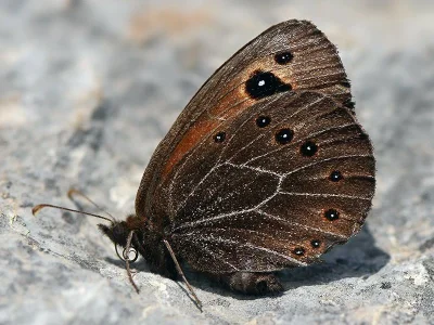 Proterebia afra