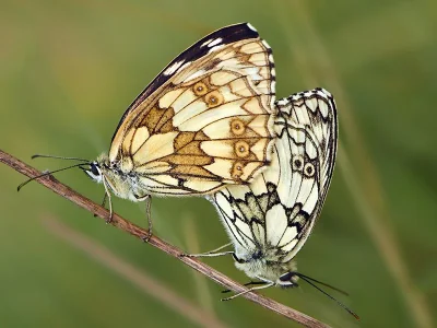 Melanargia (Melanargia) galathea