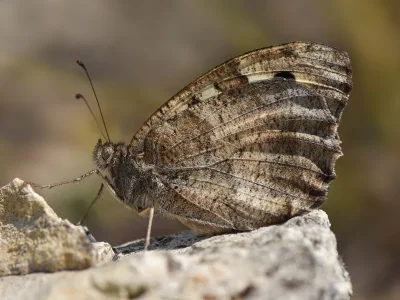 Chazara (Chazara) briseis