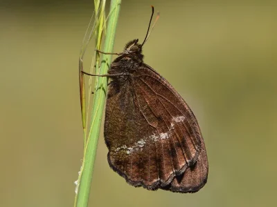 Minois dryas