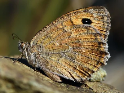 Pseudochazara tisiphone
