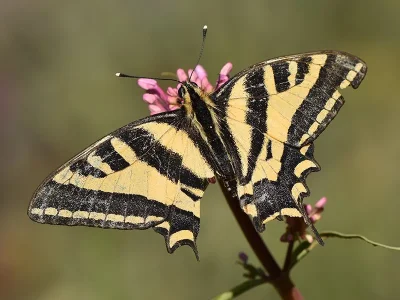 Papilio (Papilio) alexanor
