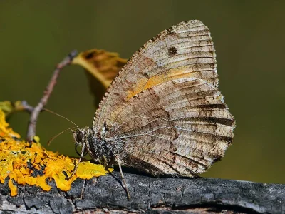 Arethusana arethusa