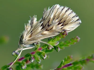 Cynaeda dentalis