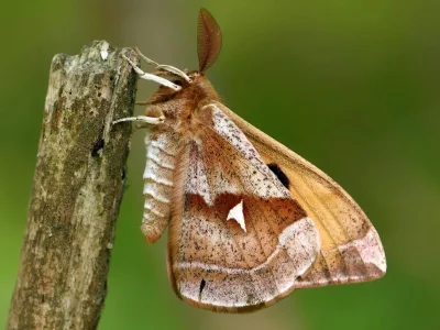 Aglia tau