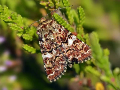 Anarta (Anarta) myrtilli
